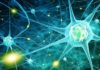 Scientists Map Miniature Brain Circuits in Excruciating Detail biological science job