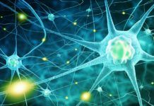 Scientists Map Miniature Brain Circuits in Excruciating Detail biological science job