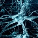 Neuroscientists Develop Novel Tool for Precise Gene Editing in Neurons Neuroscientists Develop Novel Tool for Precise Gene Editing in Neurons