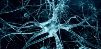 Neuroscientists Develop Novel Tool for Precise Gene Editing in Neurons