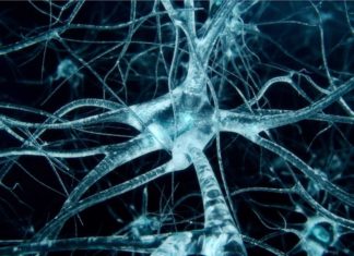 Neuroscientists Develop Novel Tool for Precise Gene Editing in Neurons
