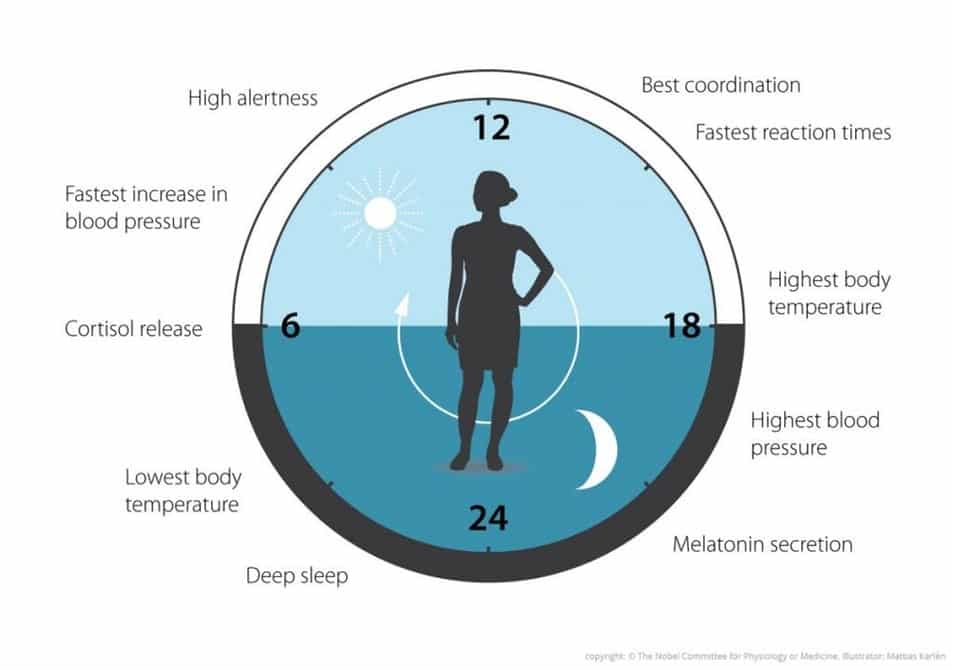 Nobel In Medicine Awarded To 3 Scientists For Work On Circadian Rhythm