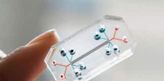 Organs-On-Chip Startup Signs On Roche, Takeda