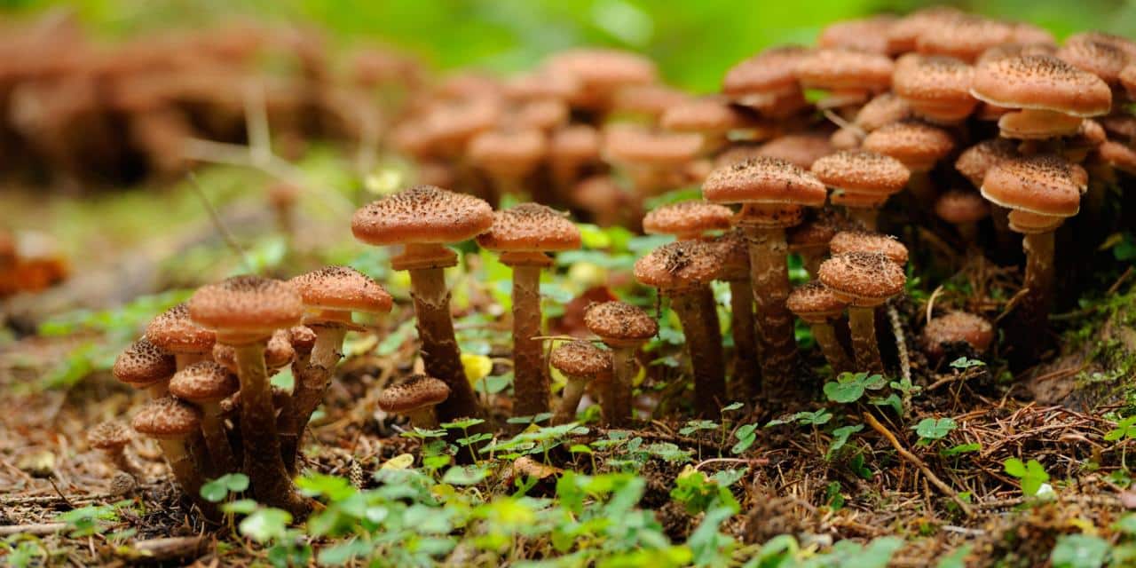 What Makes These Big Guys- Well, Big? Scientists Analyse the Genome of World’s Largest Organism