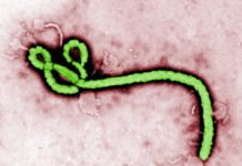 Researcher Awarded $6M For Trivalent Ebola Vaccine That Also Targets Two Additional Viruses Researcher Awarded $6M For Trivalent Ebola Vaccine