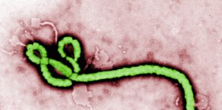 Researcher Awarded $6M For Trivalent Ebola Vaccine