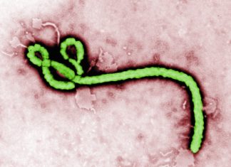 Researcher Awarded $6M For Trivalent Ebola Vaccine