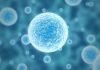 New Insight into EBV Mechanism Could Boost Vaccine Development New Insight into EBV Mechanism Could Boost Vaccine Development