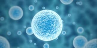 New Insight into EBV Mechanism Could Boost Vaccine Development