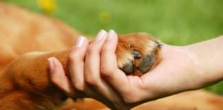 Dogs Biting Back At Cancer Could Help Us Find Successful Cancer Therapy For Humans