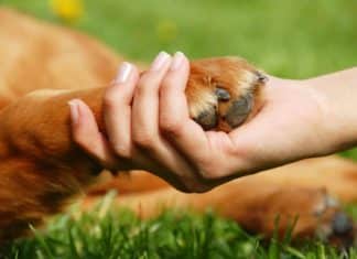 Dogs Biting Back At Cancer Could Help Us Find Successful Cancer Therapy For Humans