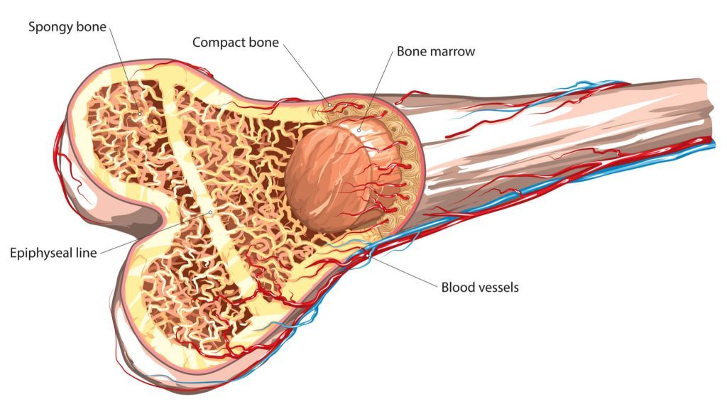 New Tissue Regeneration Method Inspired By Nature