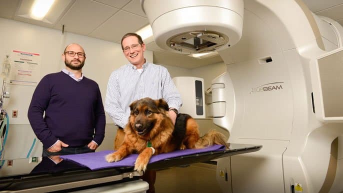 Dogs Biting Back At Cancer Could Help Us Find Successful Cancer Therapy For Humans