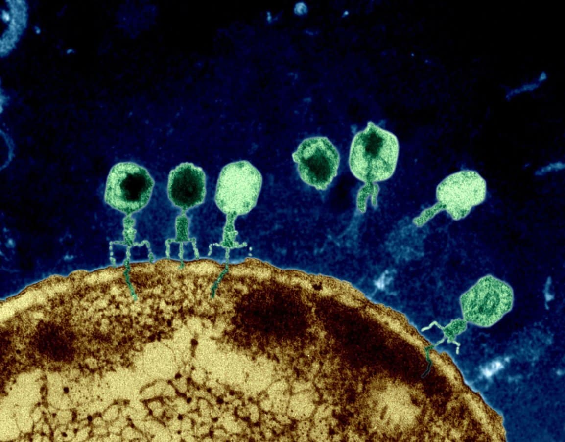 Century Old Viruses May Be Our Best Bet Against Antibiotic Resistance