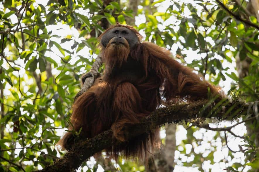 New Orangutan Species Identified in Sumatra on the Brink of Extinction