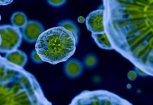 BSc Biology Technology Specialist Post Vacant @ ICRISAT
