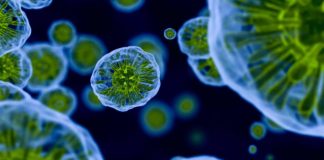 BSc Biology Technology Specialist Post Vacant @ ICRISAT