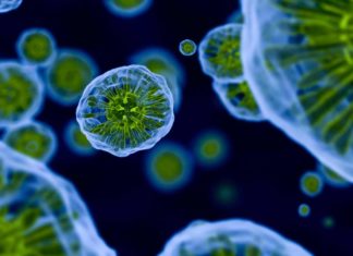 BSc Biology Technology Specialist Post Vacant @ ICRISAT