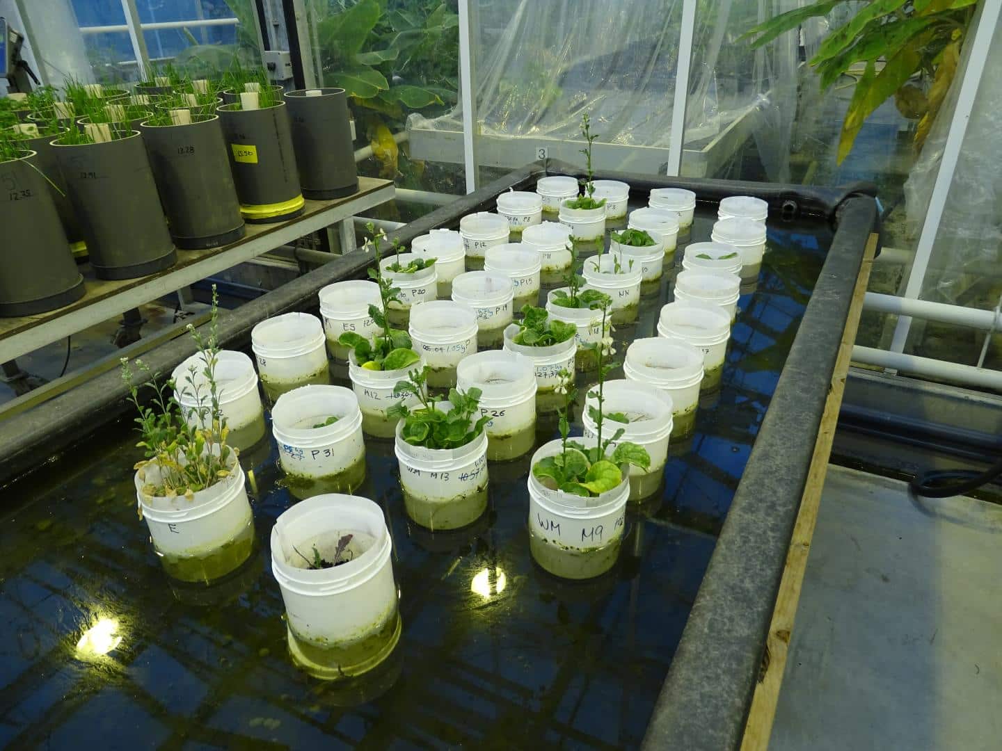 Earthworms Found Thriving, Proliferating In Martian Soil