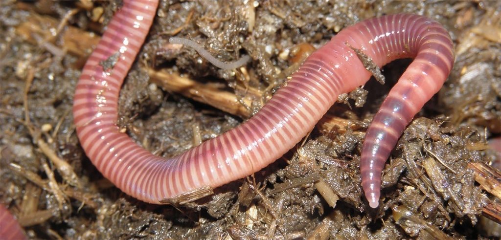 Earthworms Found Thriving, Proliferating In Martian Soil