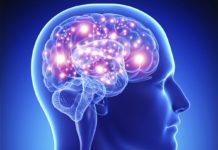 Bone-Derived Hormone Plays Key Role in Memory Maintenance, Study Says PhD Neuroscience Research Job