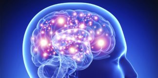 PhD Neuroscience Research Job