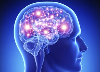 Bone-Derived Hormone Plays Key Role in Memory Maintenance, Study Says PhD Neuroscience Research Job