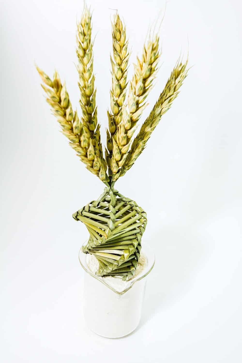 What’s in Your Wheat? Scientists Piece Together the Wheat Genome Puzzle