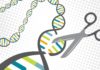 BioTherapeutics licenses New CRISPR-Cas Gene Editing Technology