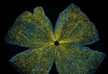 Scientists Turn To Mice for Help to Treat Glaucoma