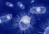 Bacteria Have A Sense Of Touch Too! Researchers Identified Bacteria Have A Sense Of Touch Too!