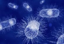 Bacteria Have A Sense Of Touch Too! Researchers Identified Bacteria Have A Sense Of Touch Too!