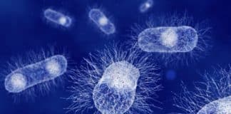 Researchers Identified Bacteria Have A Sense Of Touch Too!