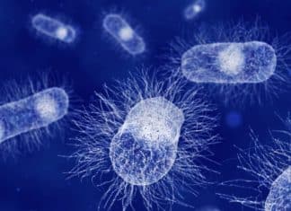 Researchers Identified Bacteria Have A Sense Of Touch Too!