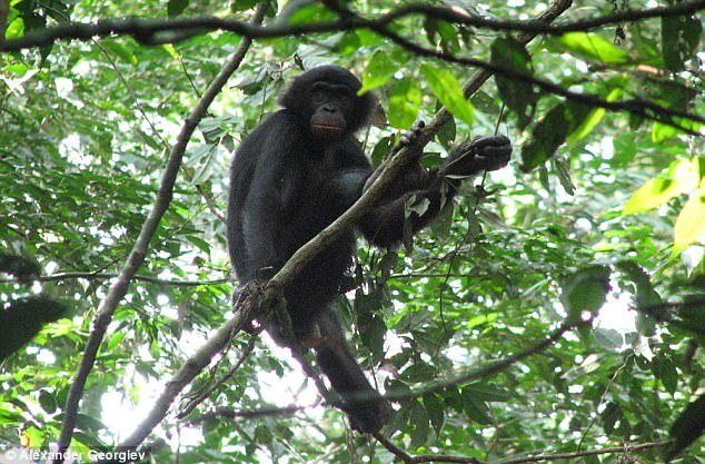 Wild Bonobos Home to New Malaria Species- Latest News