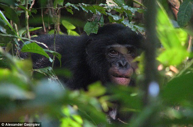 Wild Bonobos Home to New Malaria Species- Latest News