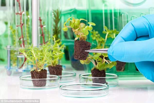 DARPA to Bioengineer Plants, Turning them into Spies