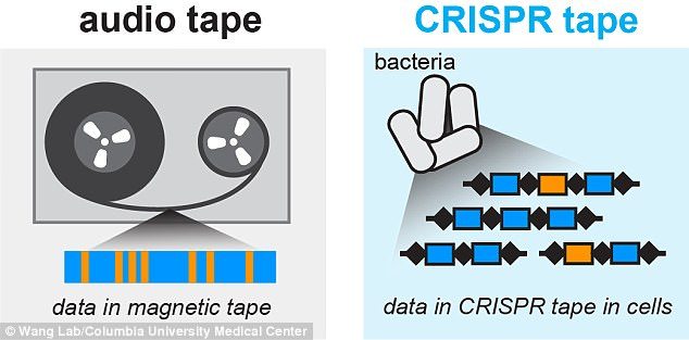 The World’s Smallest Tape Recorder is Here- Built Using Bacterial Cells!