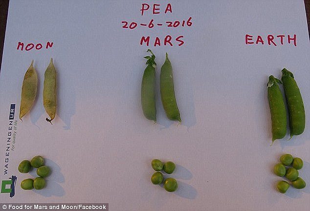 Earthworms Found Thriving, Proliferating In Martian Soil