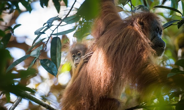 New Orangutan Species Identified in Sumatra on the Brink of Extinction