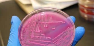 A Kill Switch for Microbes Gone Rogue- Latest Research