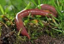 Life Hacks by a Worm: Earthworms Found Thriving, Proliferating In Martian Soil Earthworms Found Thriving, Proliferating In Martian Soil