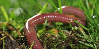 Earthworms Found Thriving, Proliferating In Martian Soil