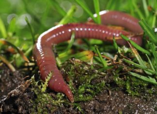 Life Hacks by a Worm: Earthworms Found Thriving, Proliferating In Martian Soil Earthworms Found Thriving, Proliferating In Martian Soil