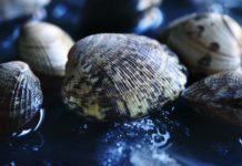Scientists Use eDNA Tool to Track Invasive Clams