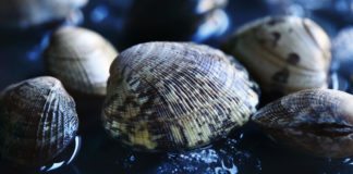 Scientists Use eDNA Tool to Track Invasive Clams