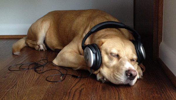 owning a dog might contribute to longer and healthier life