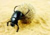 Genetic Researchers Birth “Cyclops” Beetle Genetic Researchers Birth “Cyclops” Beetle