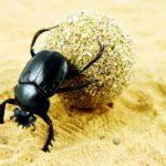 Genetic Researchers Birth “Cyclops” Beetle Genetic Researchers Birth “Cyclops” Beetle