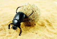 Genetic Researchers Birth “Cyclops” Beetle